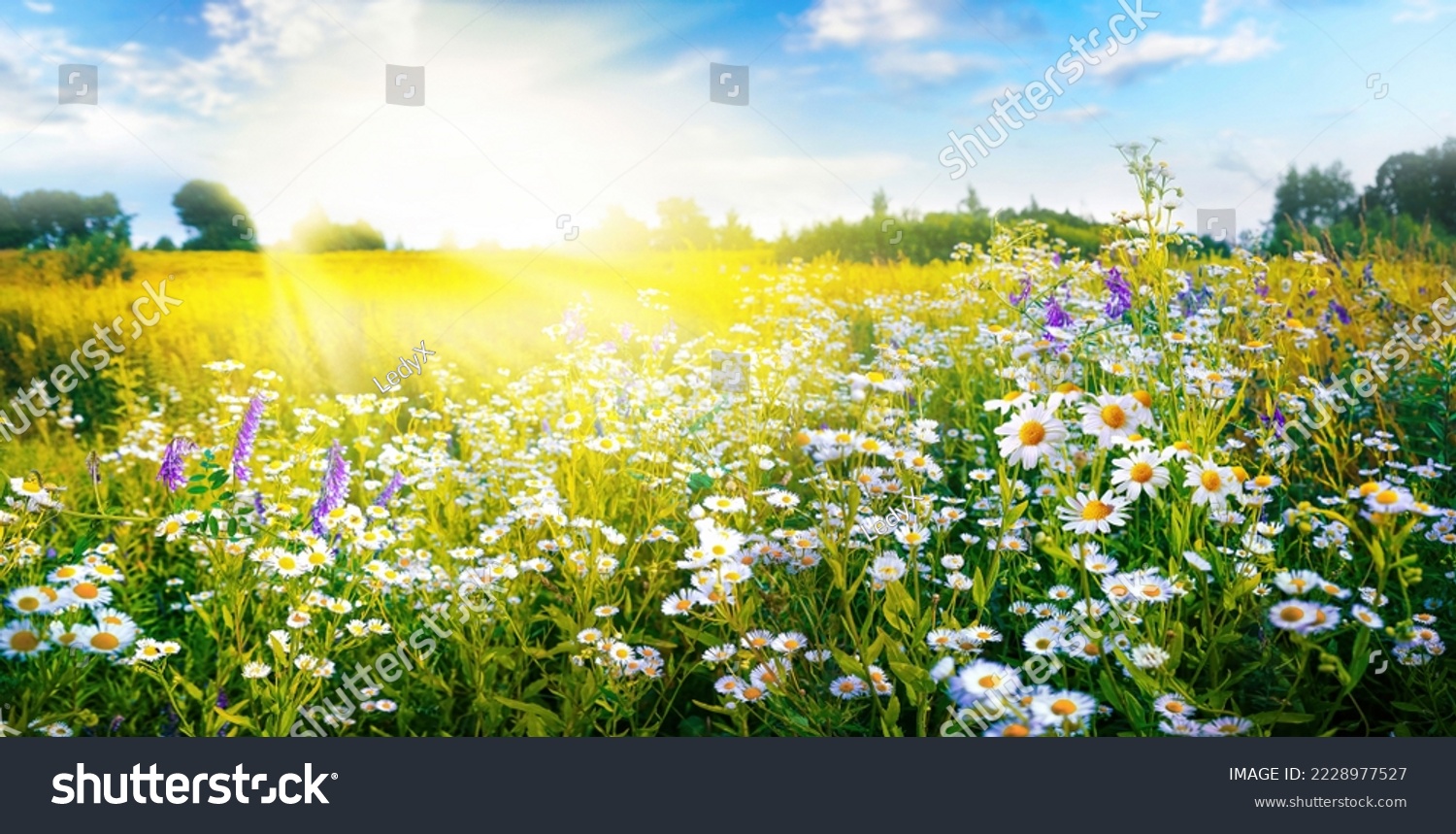 A beautiful, sun-drenched spring summer meadow. Natural colorful panoramic landscape with many wild flowers of daisies against blue sky. A frame with soft selective focus. #2228977527