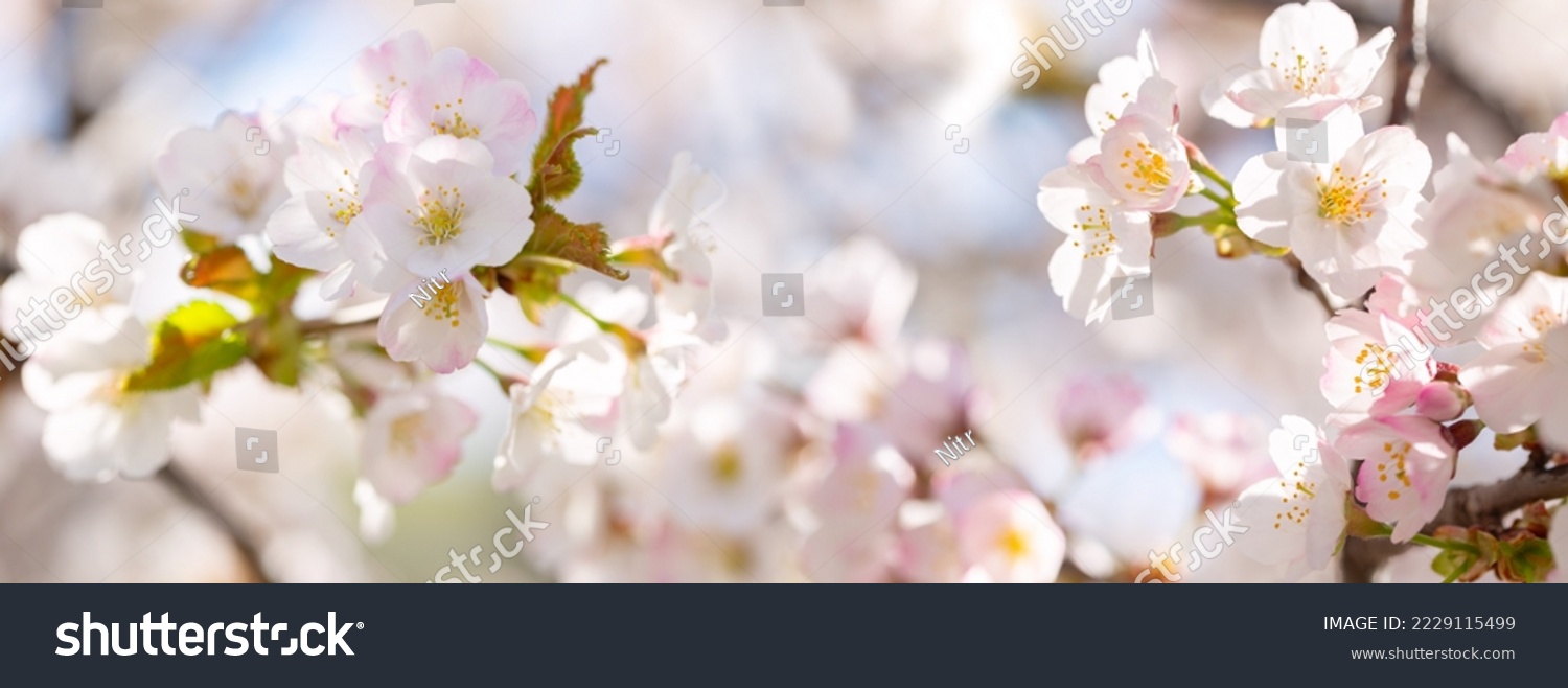 Blooming cherry tree in the spring garden. Close up of cherry flowers on a tree. Spring background #2229115499