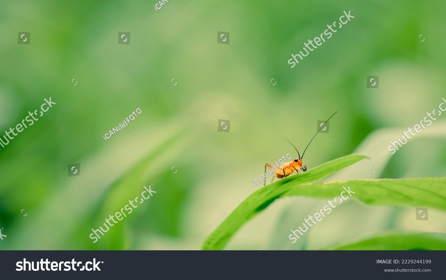 Close-up of small cricket on green grass in morning, Wonderful young little grasshopper, Nature blurred background, Colorful insect photo. #2229244199