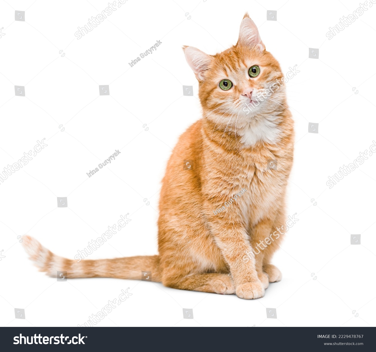 cute ginger cat sitting and looking at the camera ,isolated on white background #2229478767