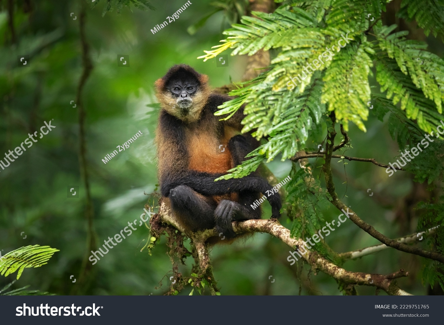 Geoffroy's spider monkey (Ateles geoffroyi), also known as the black-handed spider monkey or the Central American spider monkey #2229751765