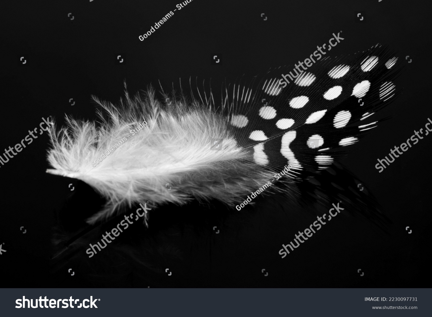 Black feather with white polka dots laying macro texture. black macro feather, Animal, Bird #2230097731
