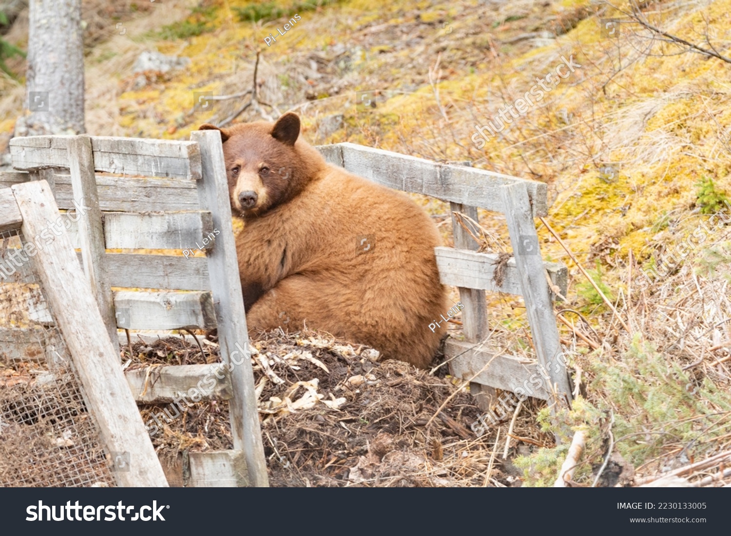 Big fat brown American Black Bear, Ursus americanus, squatting on garden compost searching for food scraps #2230133005