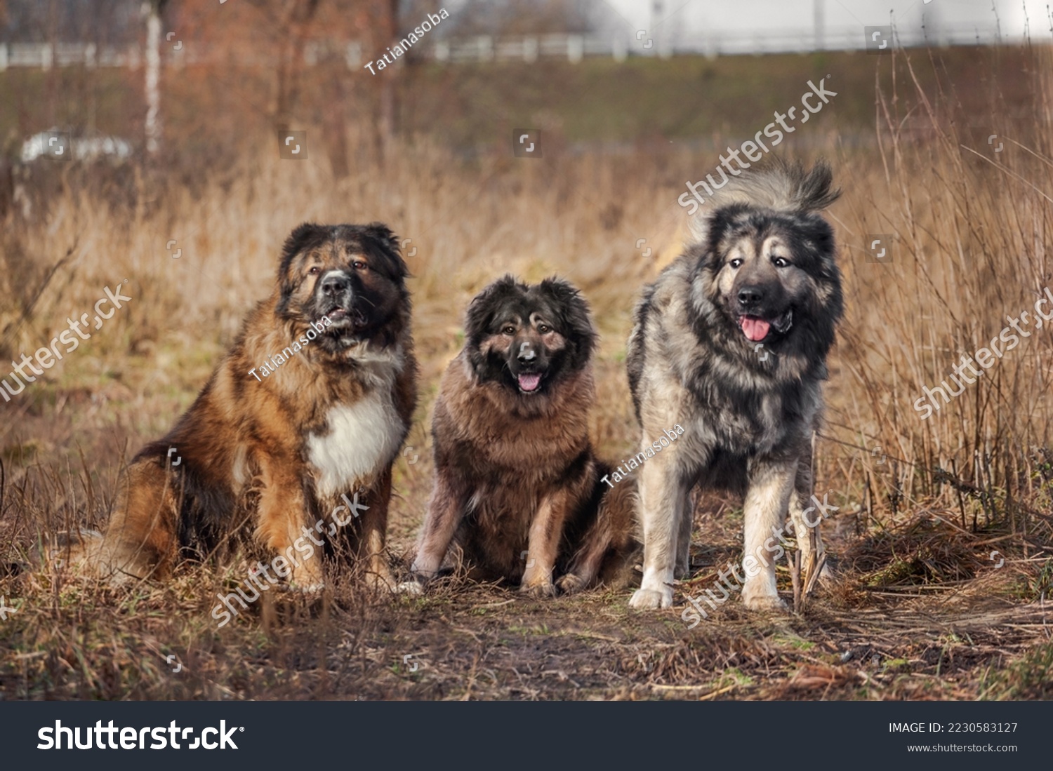 three caucasian shepherd dogs in the field #2230583127