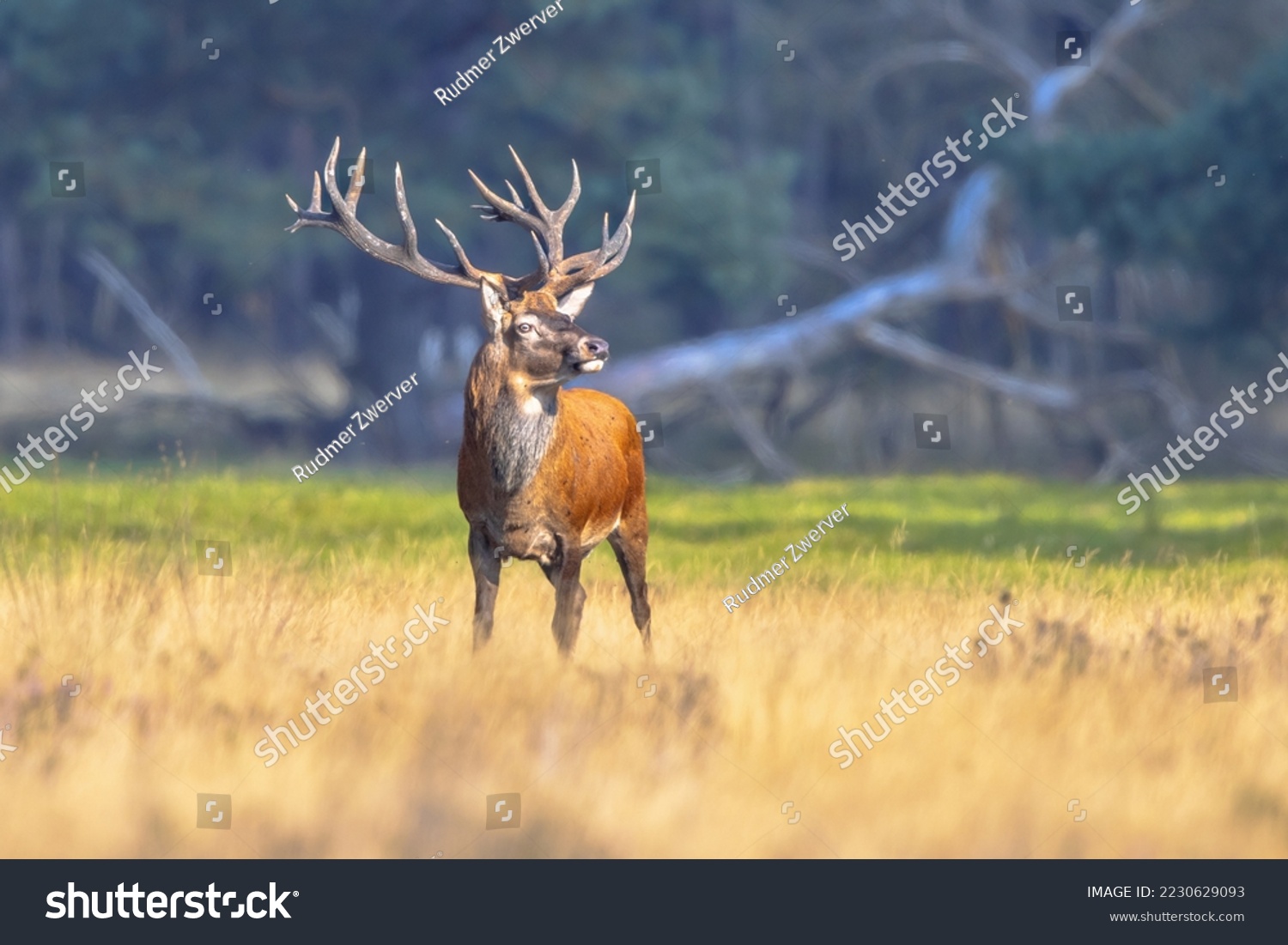 Male red deer (Cervus elaphus) posing in the sun.The red deer inhabits most of Europe. a male animal is caal a stag. Wildlife scene of nature in Europe. #2230629093