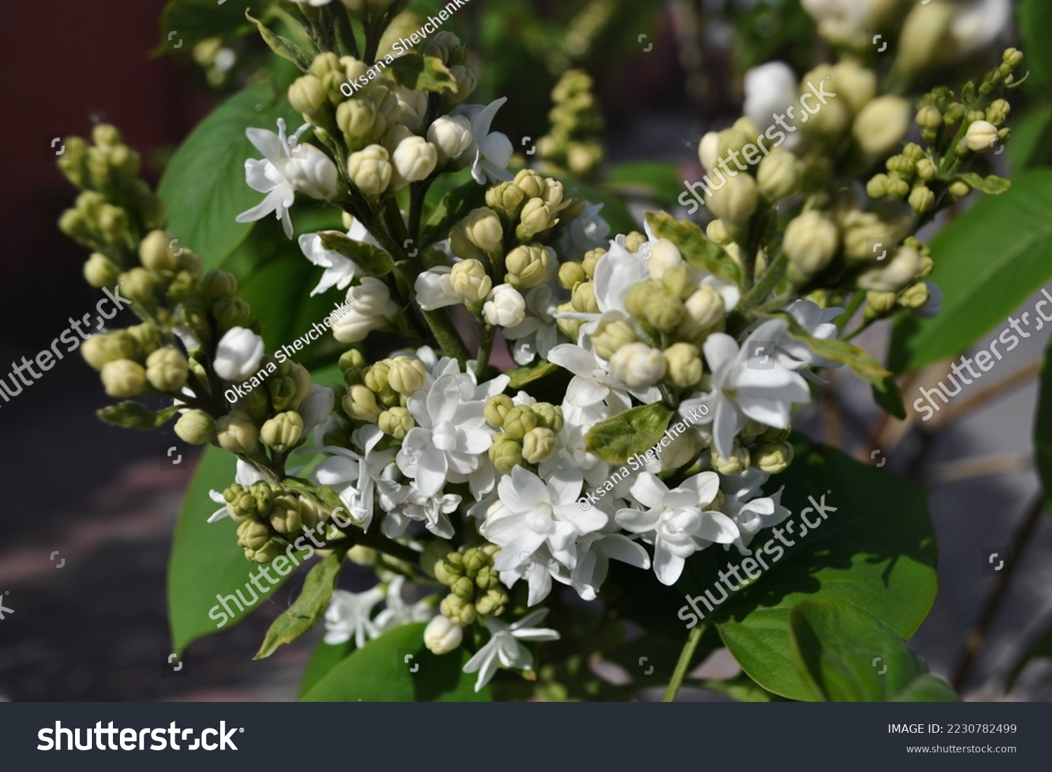 Macro photo of  beautiful double-white flowers and lemon-yellow buds of the  Syringa (lilac), growing outdoor. Flowering woody plant in a garden #2230782499