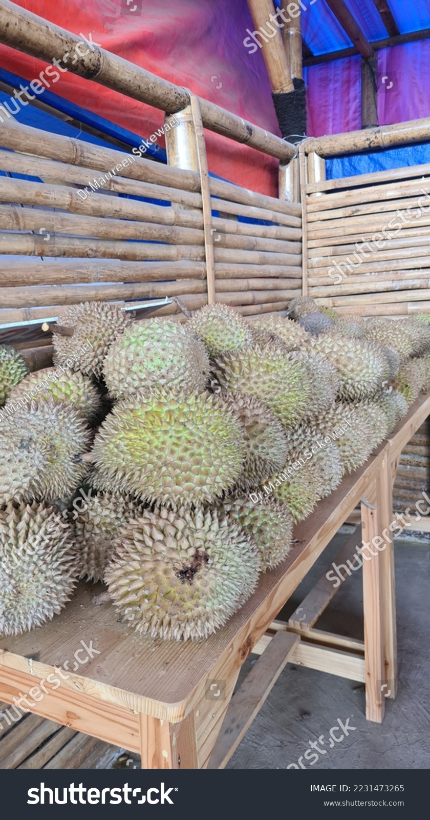 The durian is the edible fruit of several tree species belonging to the genus Durio. There are 30 recognised Durio species, at least nine of which produce edible fruit. Durio zibethinus,  #2231473265