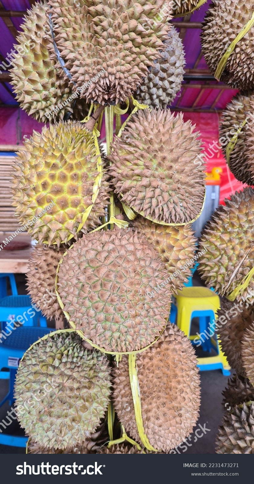 The durian is the edible fruit of several tree species belonging to the genus Durio. There are 30 recognised Durio species, at least nine of which produce edible fruit. Durio zibethinus,  #2231473271