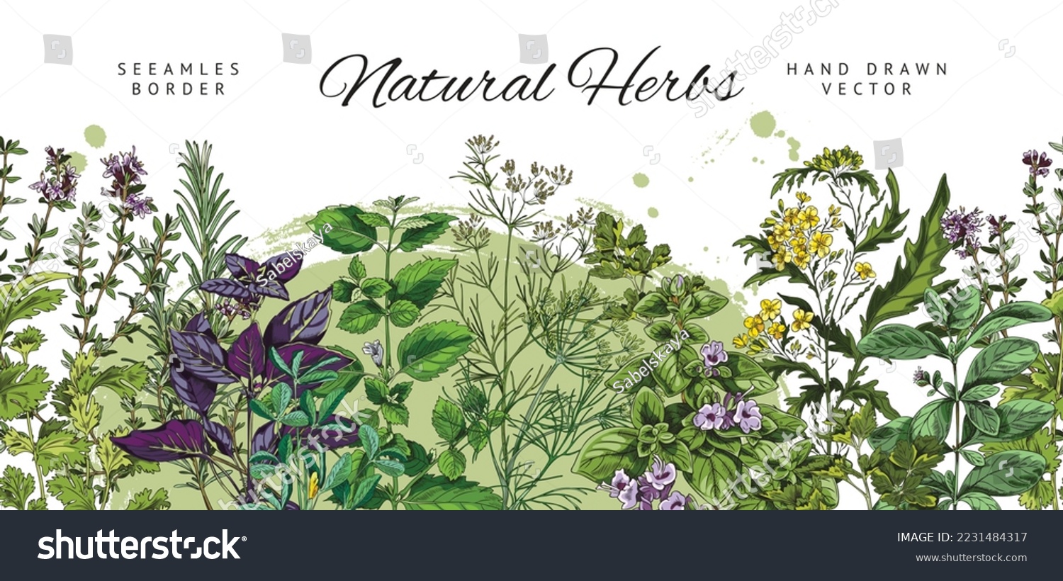 Seamless border design with natural culinary herbs, hand drawn colorful vector illustration isolated on white background. Repeatable decorative border with kitchen herbs. #2231484317