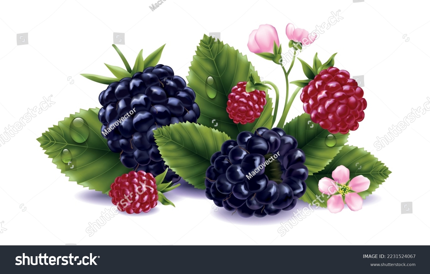 Blackberry realistic composition with ripe and underripe berries flowers and leaves vector illustration #2231524067