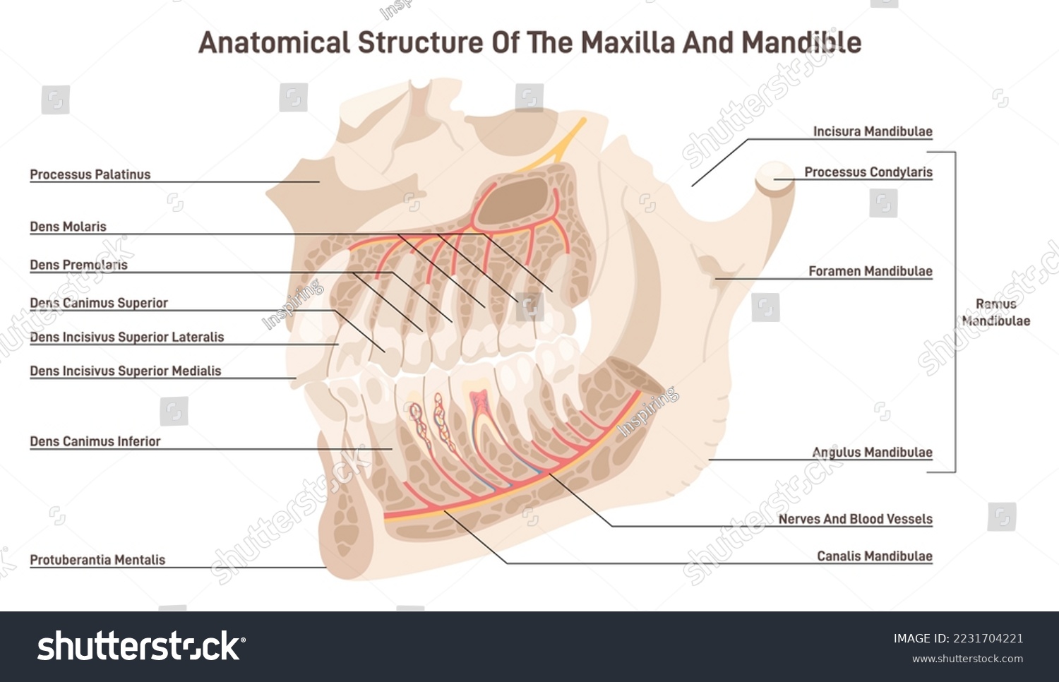 Maxillary And Mandible Anatomy View From Inside Royalty Free Stock Vector 2231704221 3511