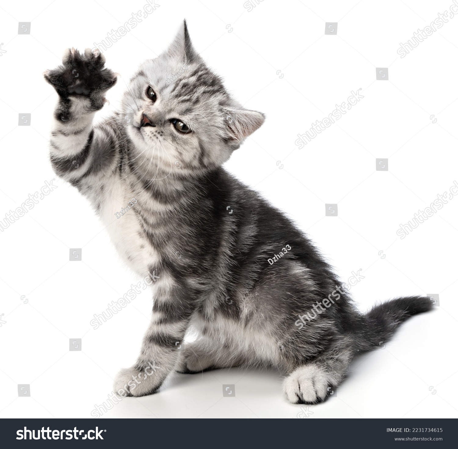Playful kitten cat isolated on white. Cute baby tabby kitten playing and swinging its paws. Kitty is standing on its hind legs having fun playing #2231734615