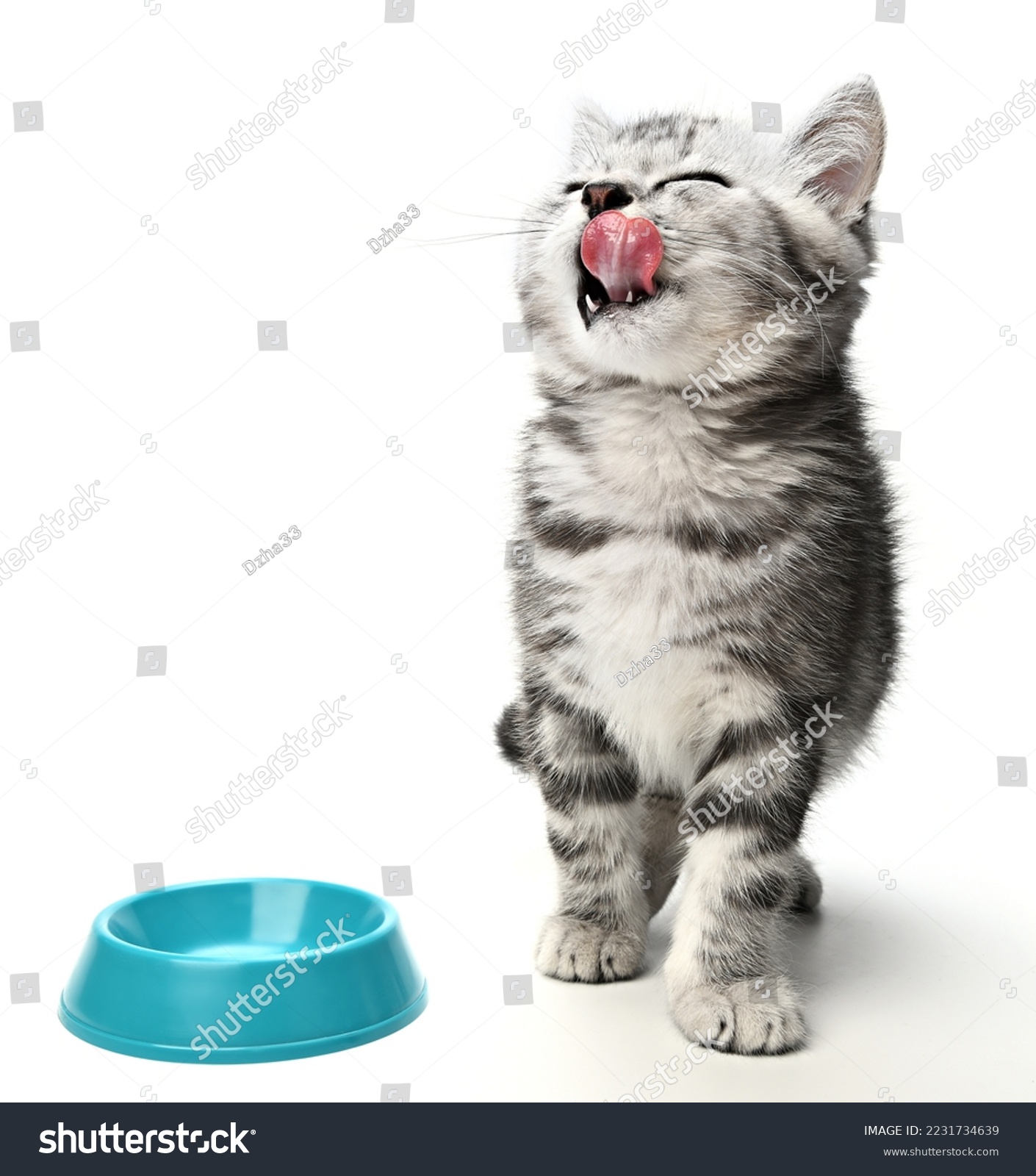 Cute kitten sitting, looking up and licking its lips waiting for yummy isolated on white background. Kitten grey striped posing in studio for print and promotional. Portrait little kitty #2231734639