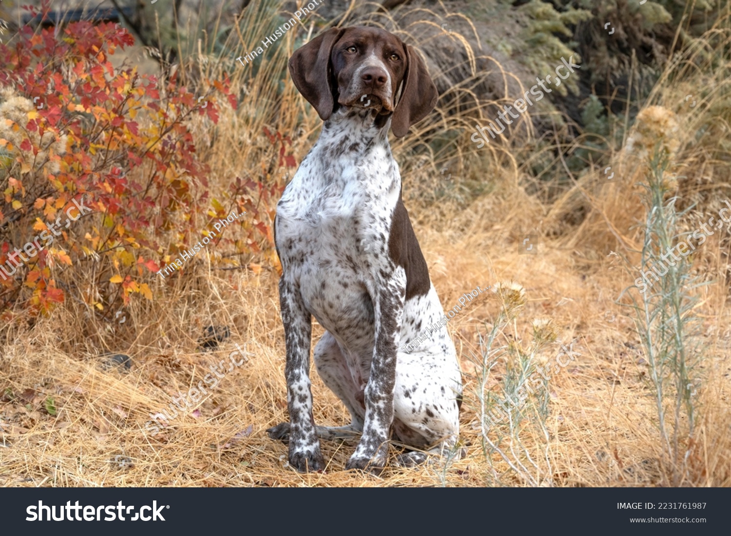 Brown Pointer Dog sits in the brush in the fall ready to hunt on an autumn day. #2231761987
