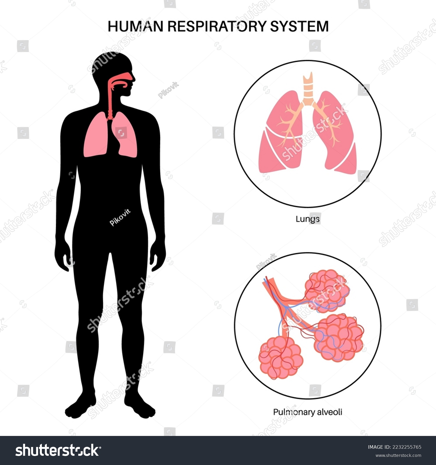 Human respiratory system anatomical poster. - Royalty Free Stock Vector ...