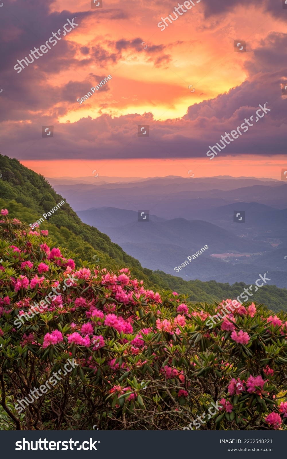 The Great Craggy Mountains along the Blue Ridge Parkway in North Carolina, USA with Catawba Rhododendron during a spring season sunset. #2232548221
