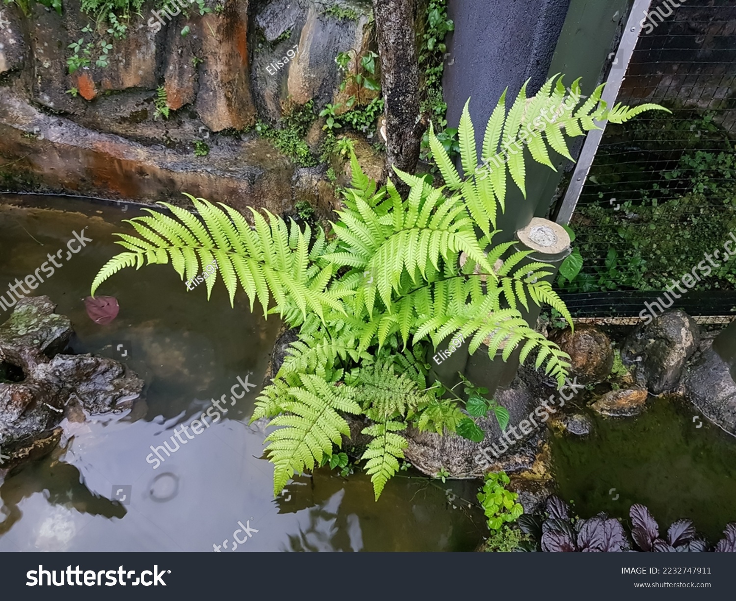 pteridophyte is a vascular plant that disperses spores. Because pteridophytes produce neither flowers nor seeds, they are sometimes referred to as "cryptogams. #2232747911
