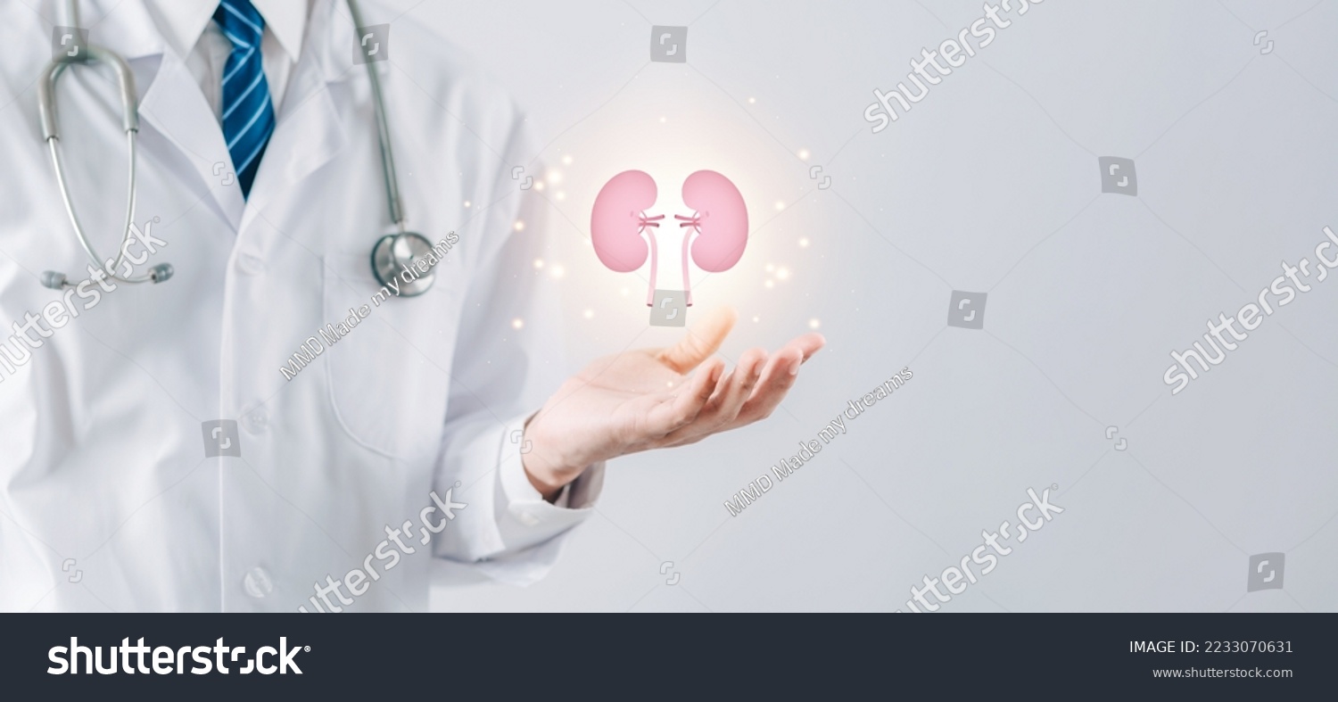 doctor in a white coat holding kidney organ, chronic kidney disease, renal failure, dialysis, Health checkup concept. #2233070631