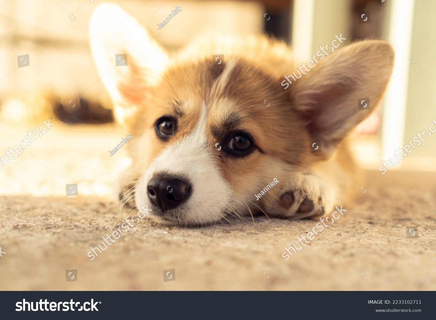 Tired little corgi dog lie on ground outdoors with sad eyes. Closeup photo. Purebred pet, domestic animal, beautiful dog breed with big prick ears. Fluffy puppy rest in house yard on sunny day. #2233102711