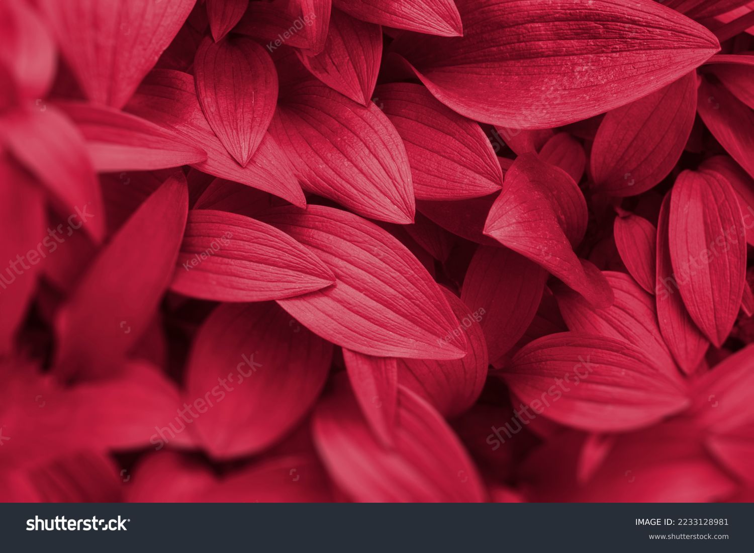Viva Magenta beautiful view of big leaves in monochrome color. Forest Viva Magenta colored plants. Copy space. Color of the year 2023 #2233128981