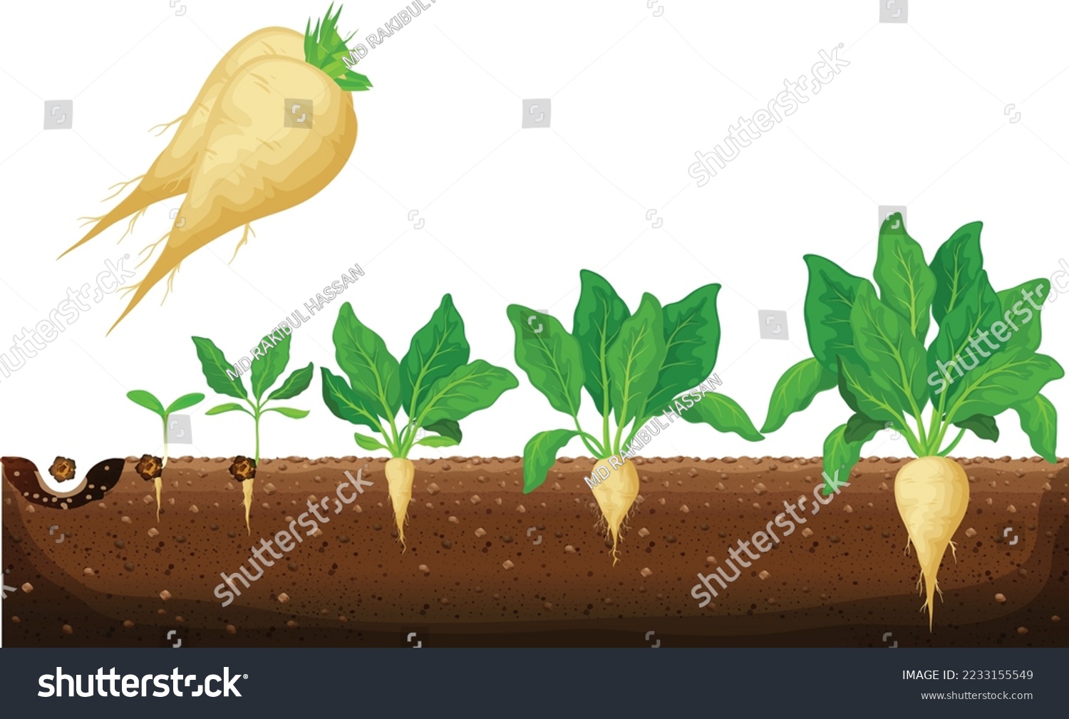 Sugar beet growth stages infographic. Development and productivity of sugar beet. The growth process of sugar beet from seeds, and sprouts to mature plant with ripe fruit vector illustration #2233155549