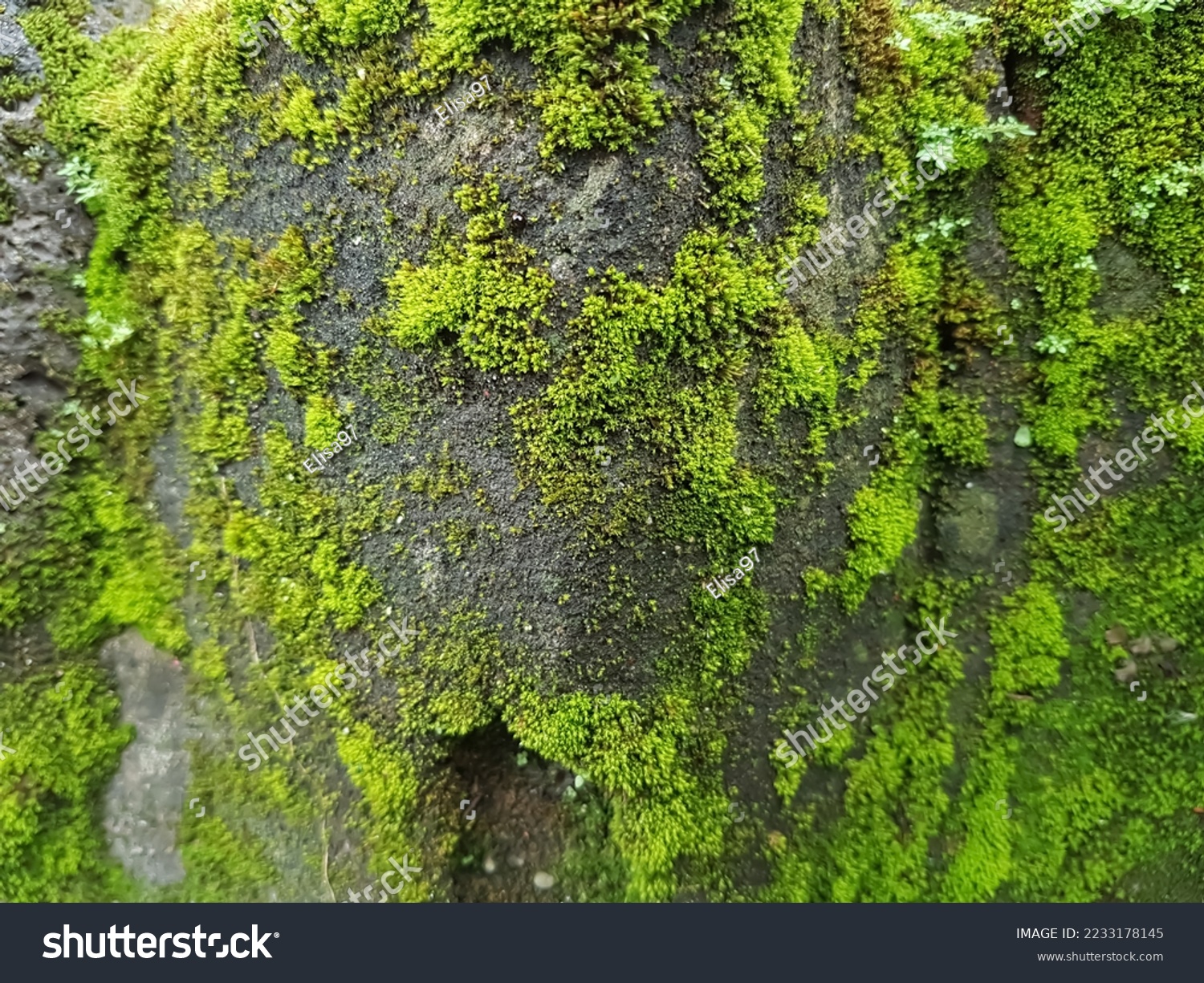 Bryophyta sensu stricto or Musci. "Moss" plants generally refer to this group. These are non-vascular and spore-forming plants. #2233178145