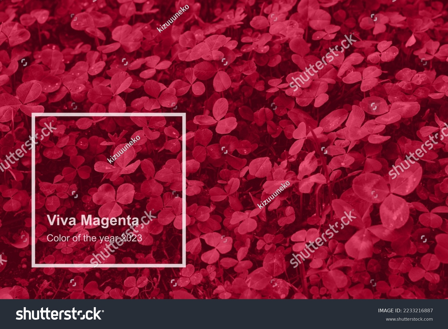 Viva Magenta toned clover backdrop. Monochrome Viva Magenta clover with dew drops background. Trendy color 2023. #2233216887