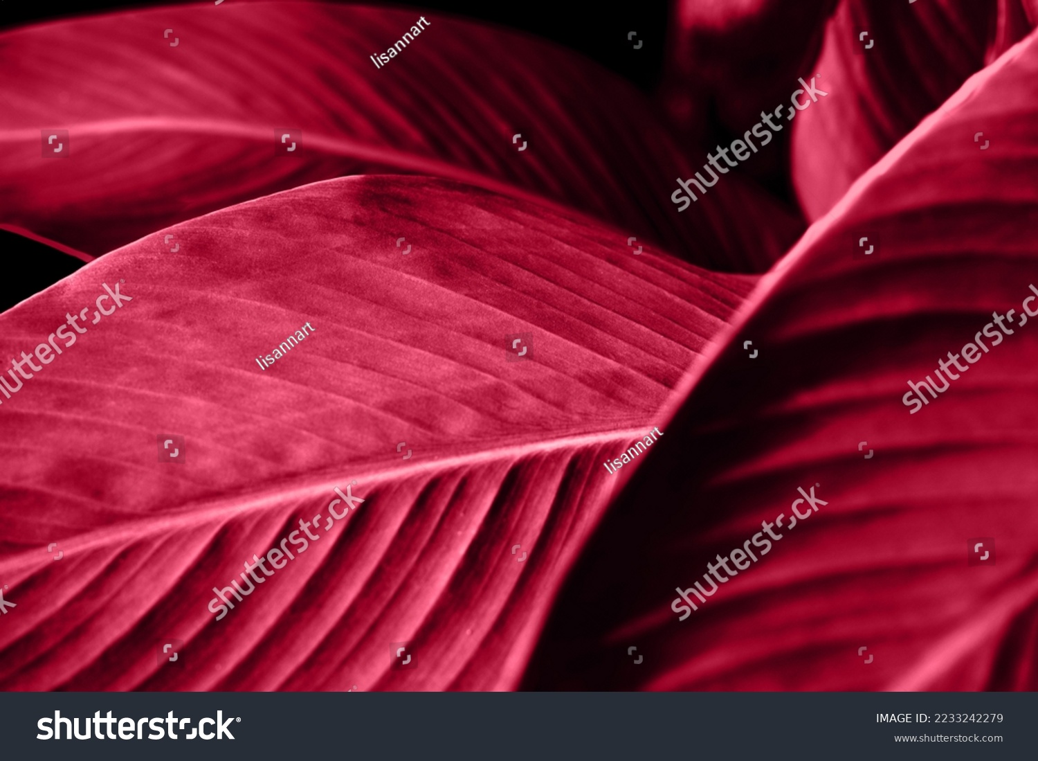 Trendy color viva magenta leaves background. Blurred bokeh. Sunshine abstract backdrop. Natural leaf concept. Close up and marco shot. #2233242279