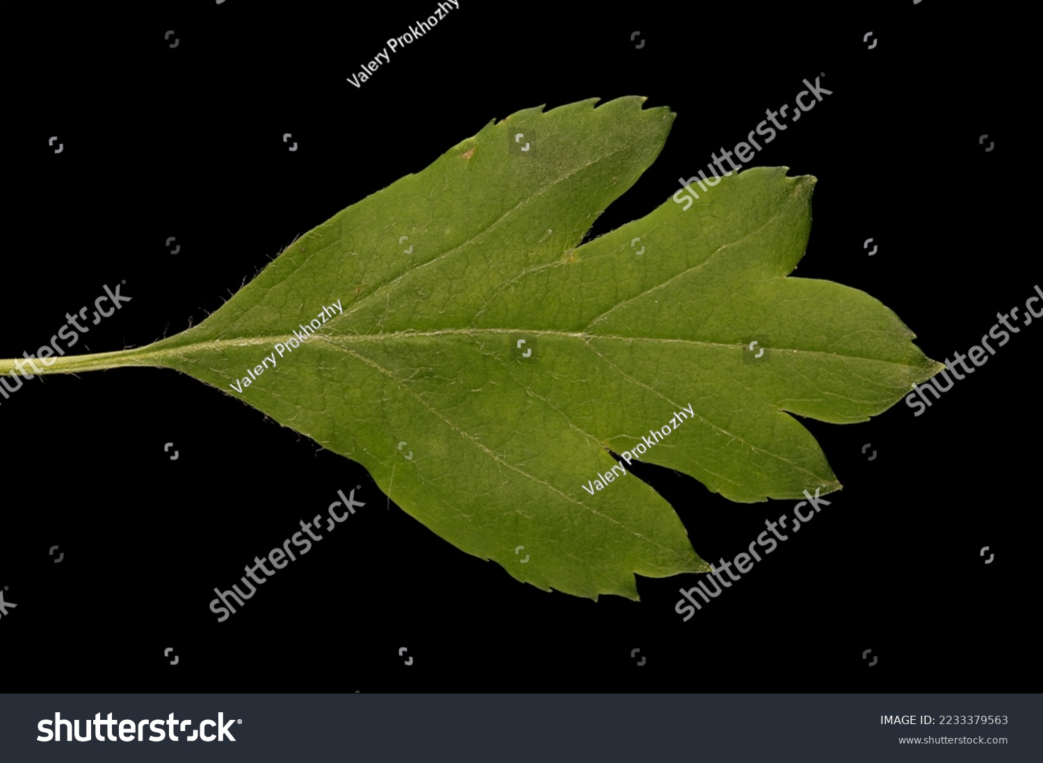 Common Hawthorn (Crataegus monogyna). Leaf Closeup #2233379563