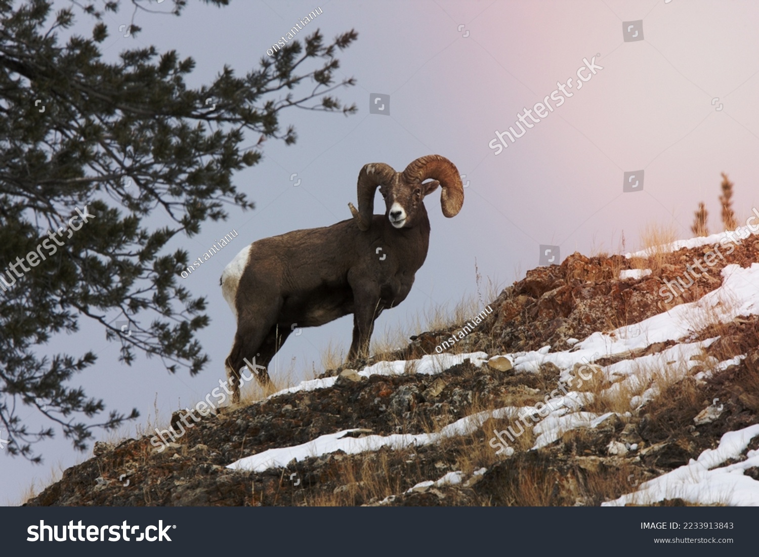 Yellowstone Park Wyoming Winter Snow Big Horn Sheep #2233913843