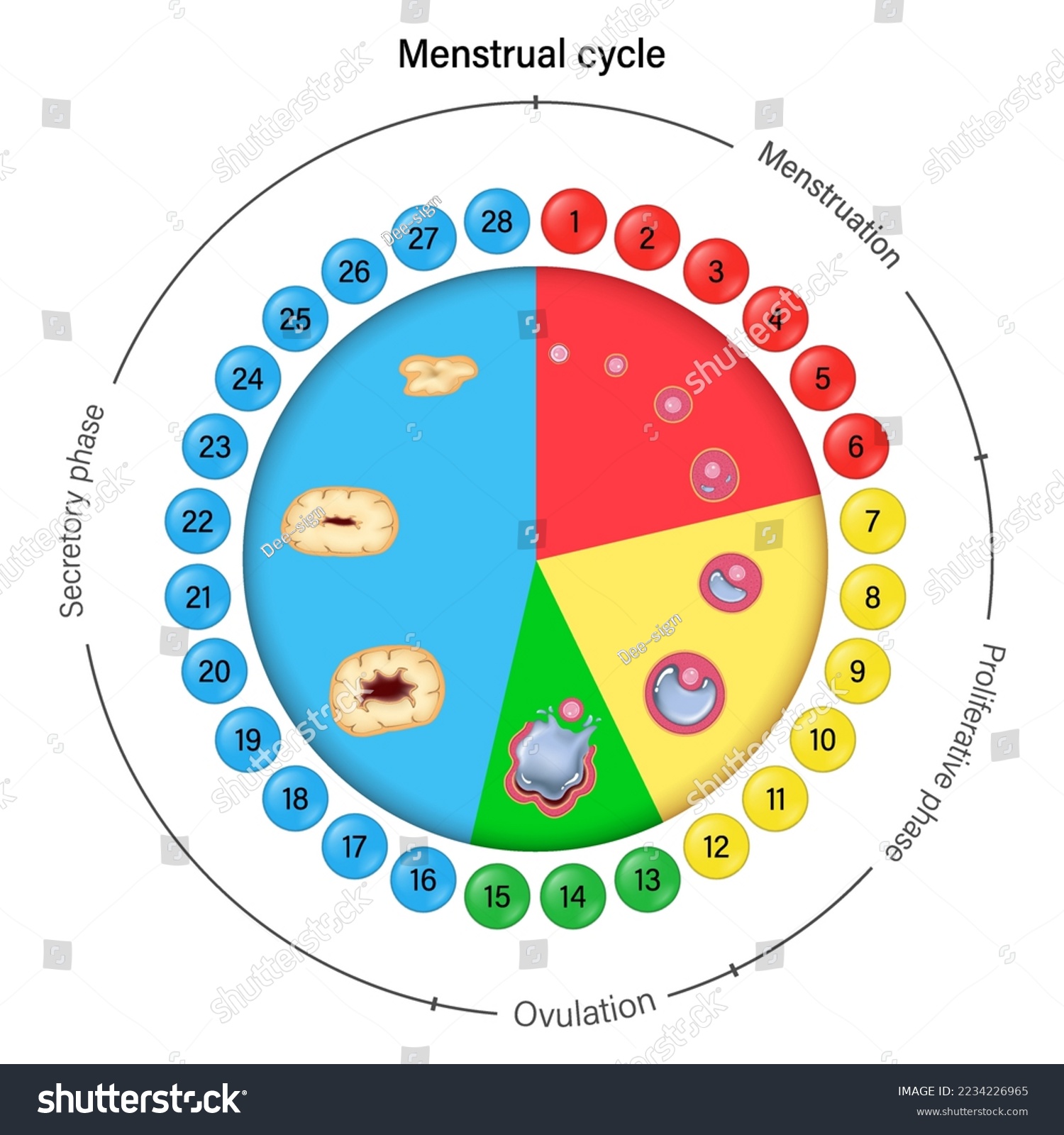 Menstrual cycle. Menstrual, proliferative - Royalty Free Stock Vector ...