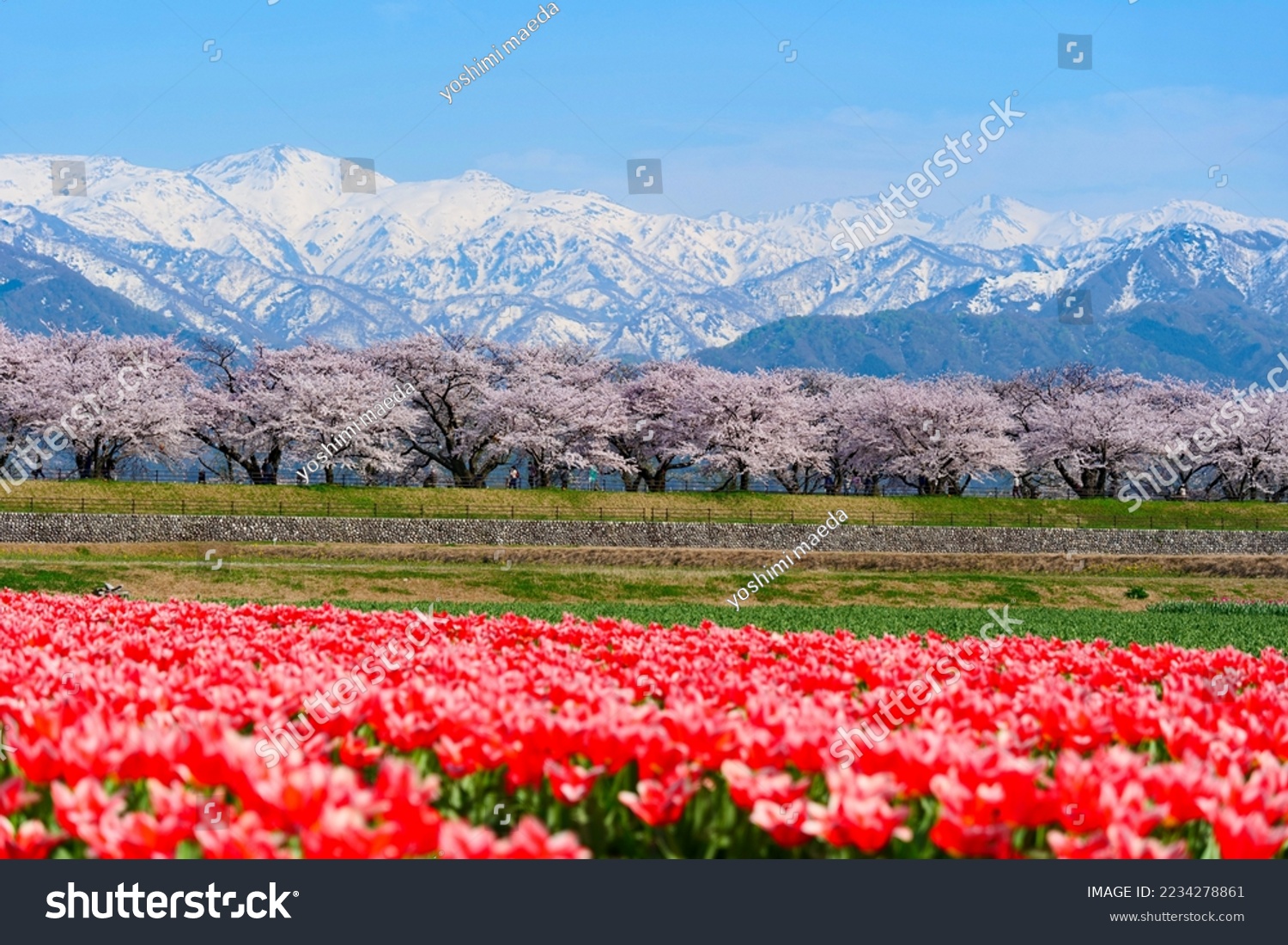 Japanese springtime.This place is the row of cherry trees along the River Funakawa.Asahi,Toyama,Japan.Middle April. #2234278861