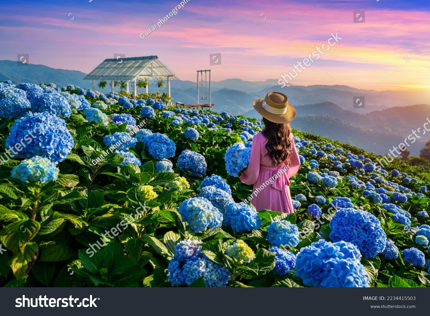 Beautiful girl enjoying blooming blue hydrangeas flowers in garden, Chiang Rai, Thailand. #2234415503