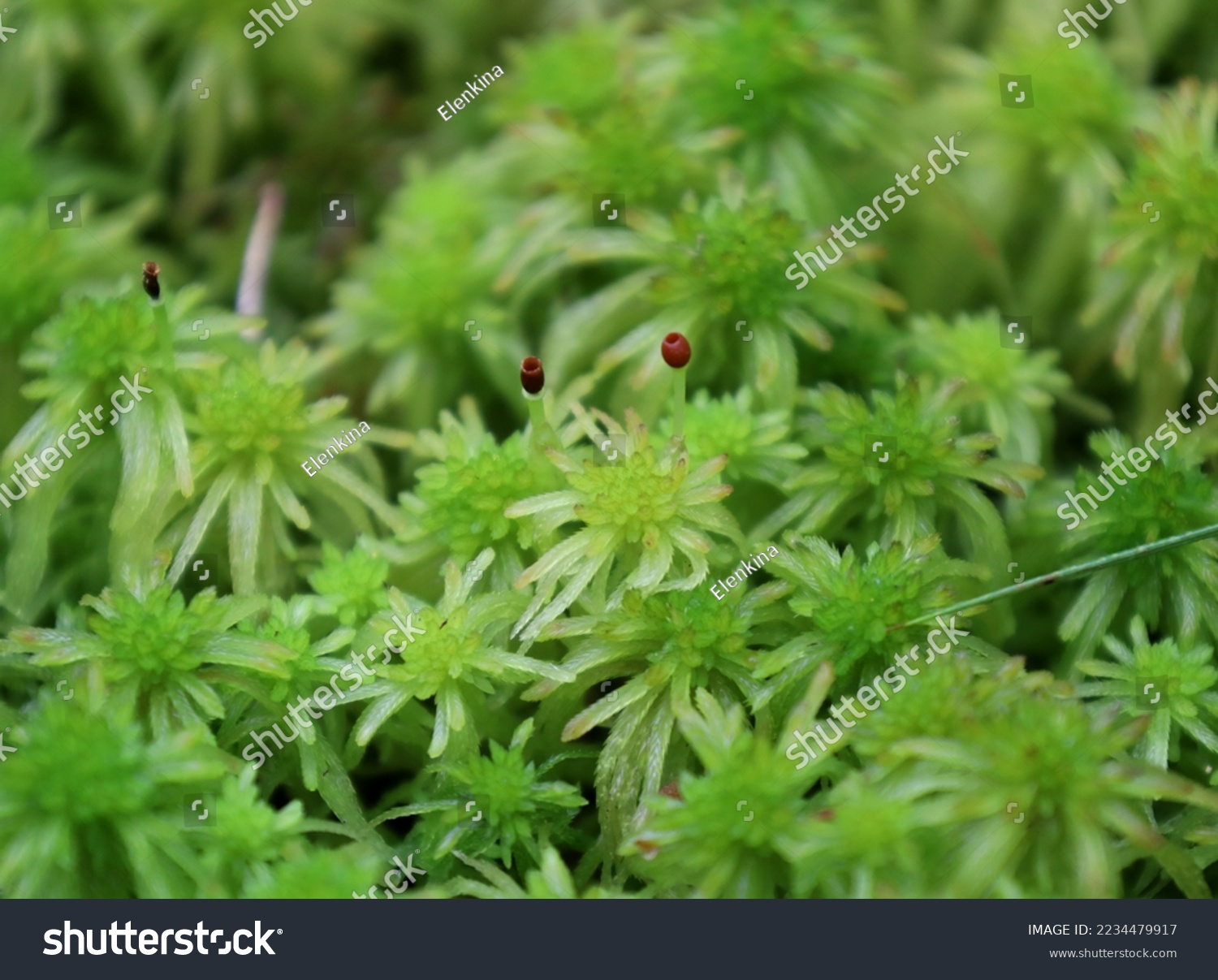 Green sphagnum moss in the bog #2234479917