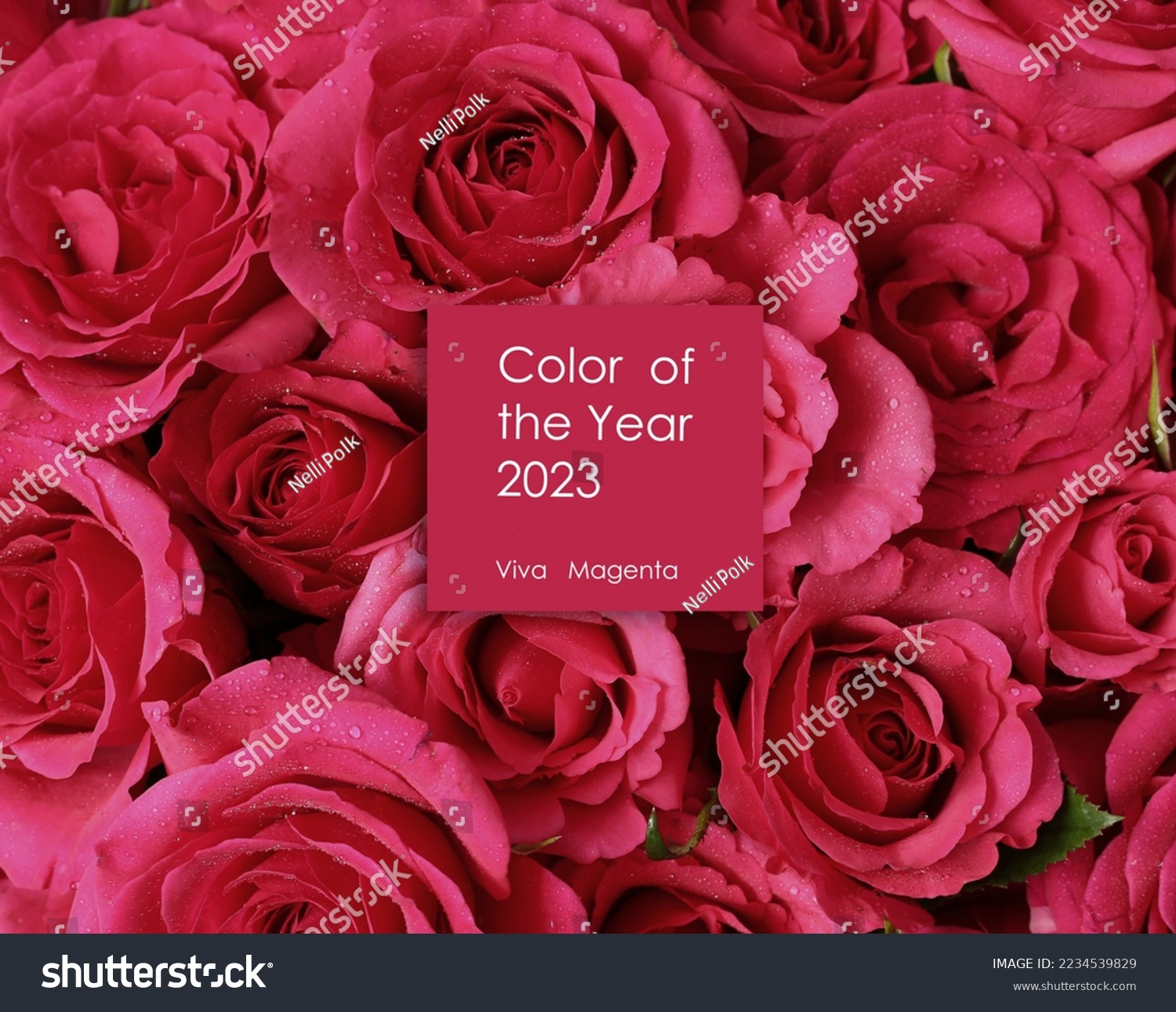Trendy color of 2023 Viva Magenta. Flowers toned in magenta colour. Text Color of the year 2023 Viva Magenta over flat lay roses #2234539829