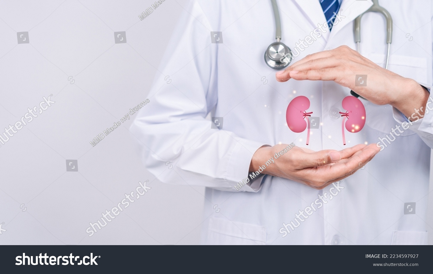 doctor in a white coat holding kidney organ, chronic kidney disease, renal failure, dialysis, Health checkup concept. #2234597927