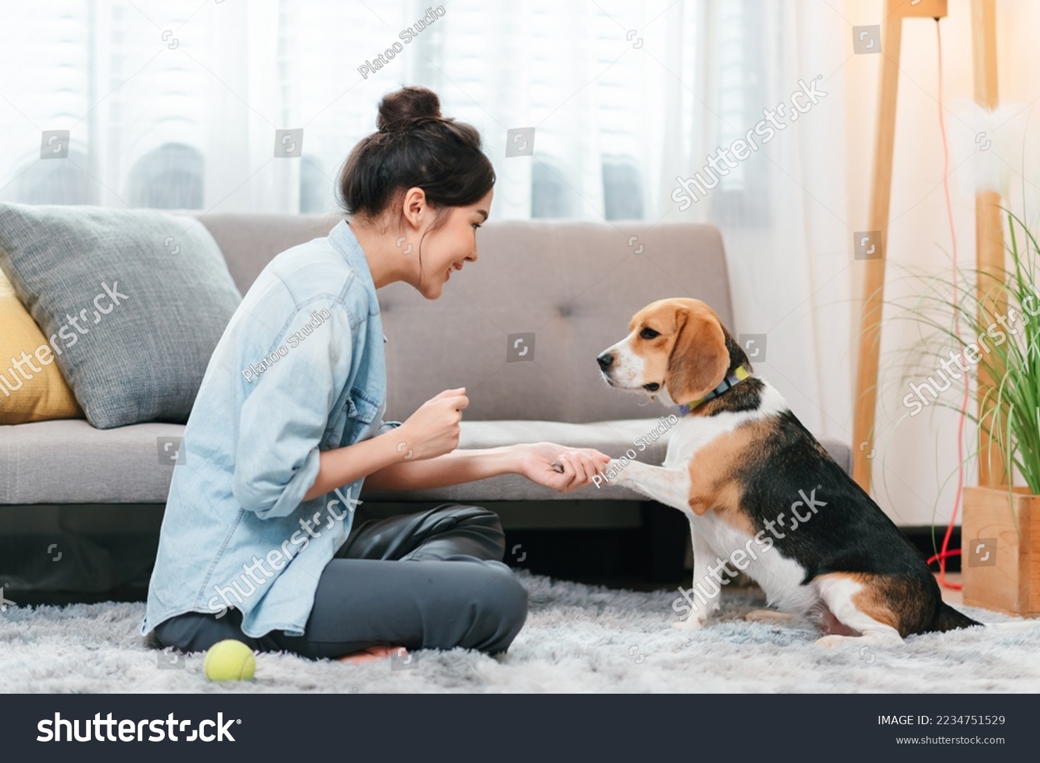 Portrait of happy asian woman in casual jeans shirt with beagle dog at home, spending time with pet at livingroom. #2234751529