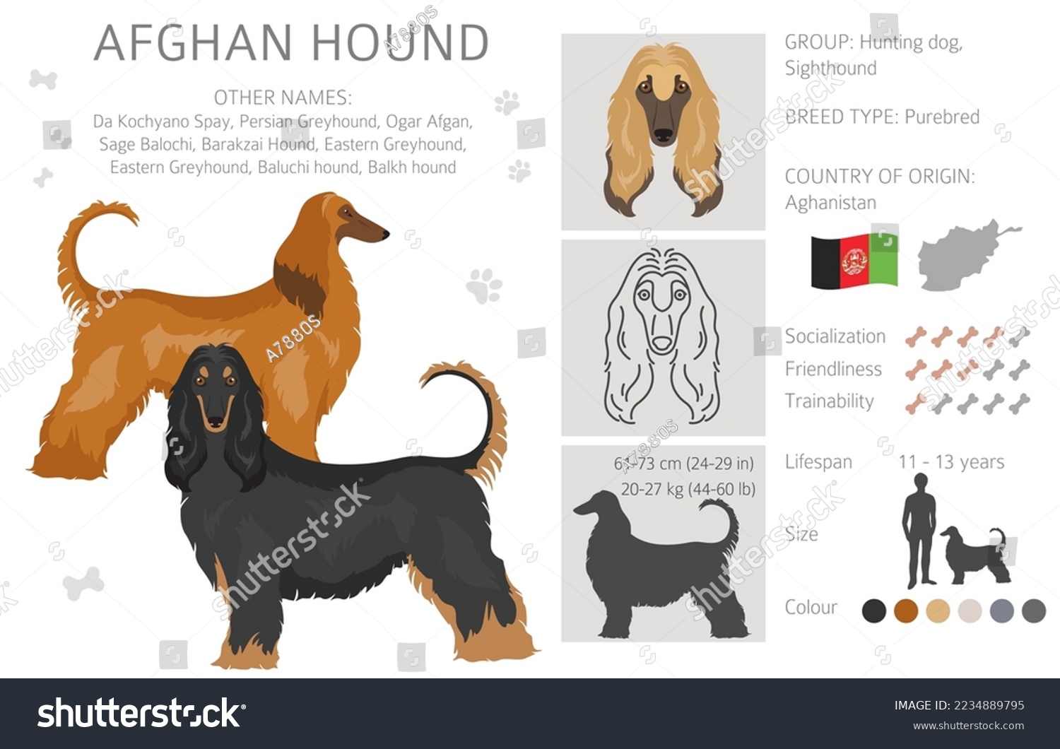 Afghan hound all colours clipart. Different coat - Royalty Free Stock ...