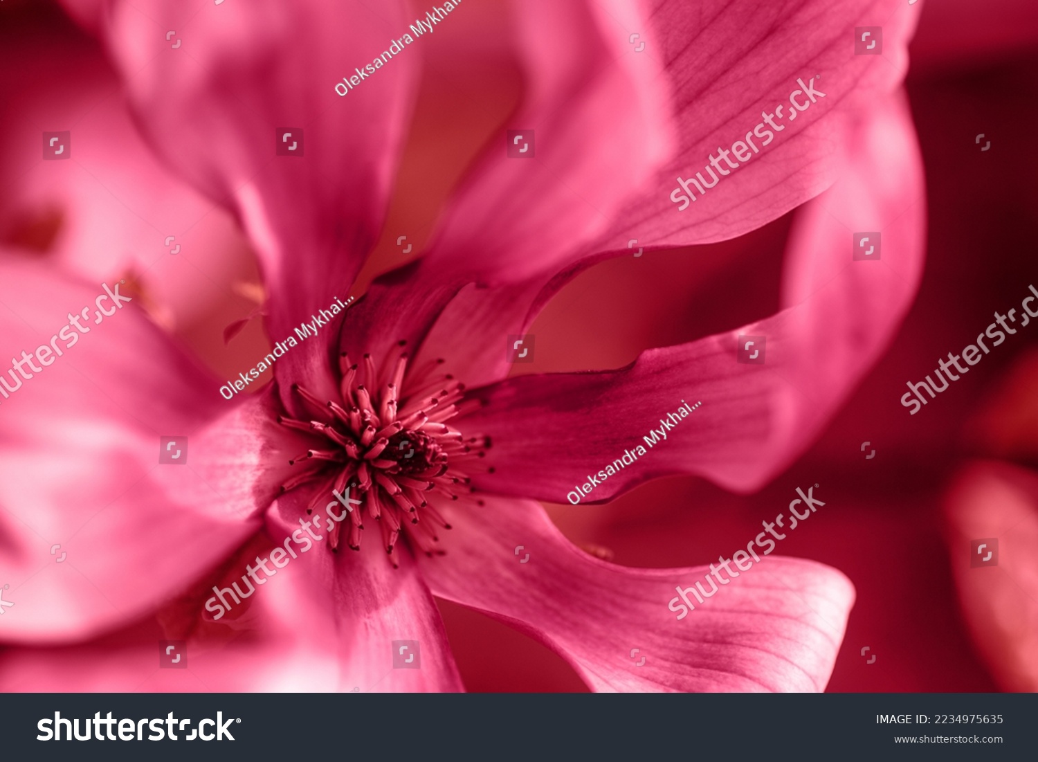 Close-up magnolia flower colored in Viva Magenta - color of the year 2023. Natural floral banner with copy space. Main trend concept. Place for text. Vivid spring background. #2234975635