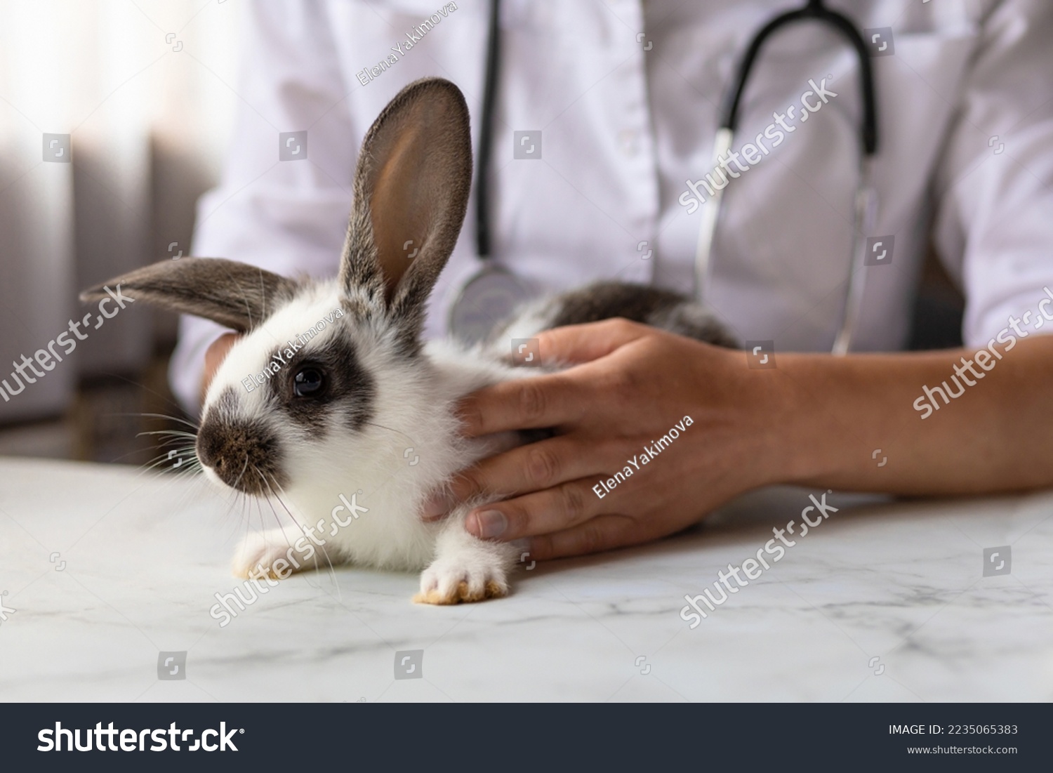 veterinarian doctor with small rabbit bunny on hands on table in office, clinic. veterinary examination of pet. checkup domestic animal. vet medicine concept. health care pet #2235065383