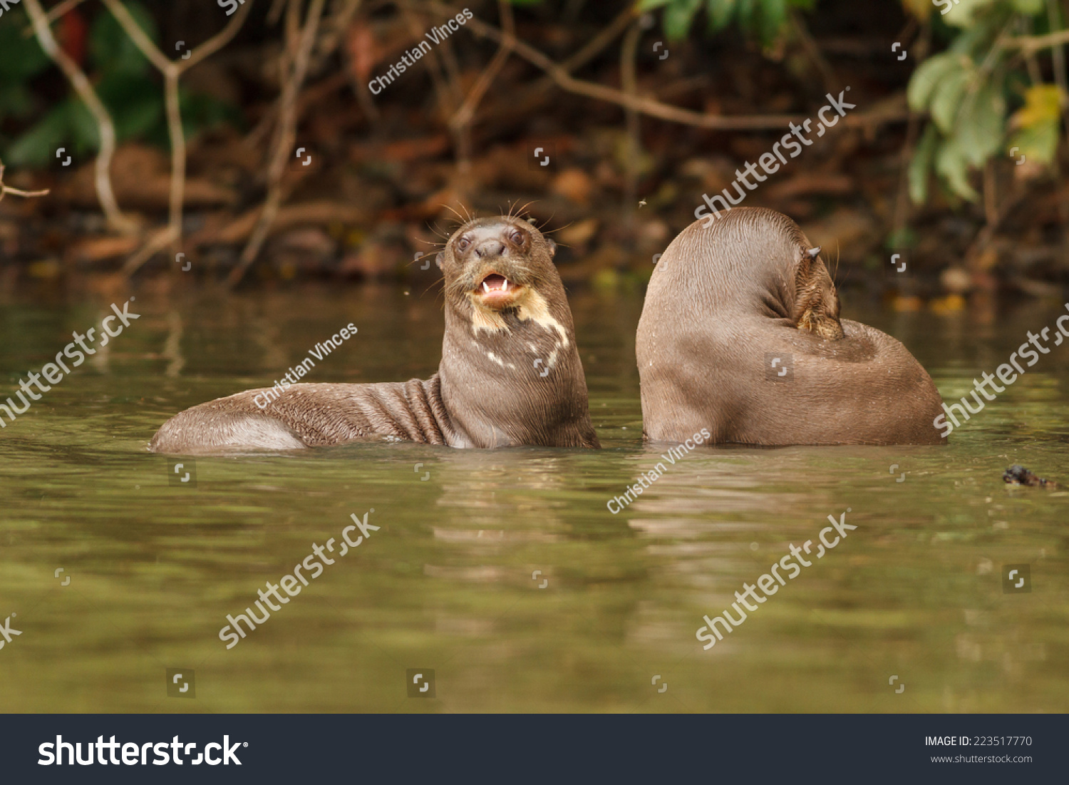 TAMBOPATA, MADRE DE DIOS, PERU: Giant otter - Royalty Free Stock Photo ...