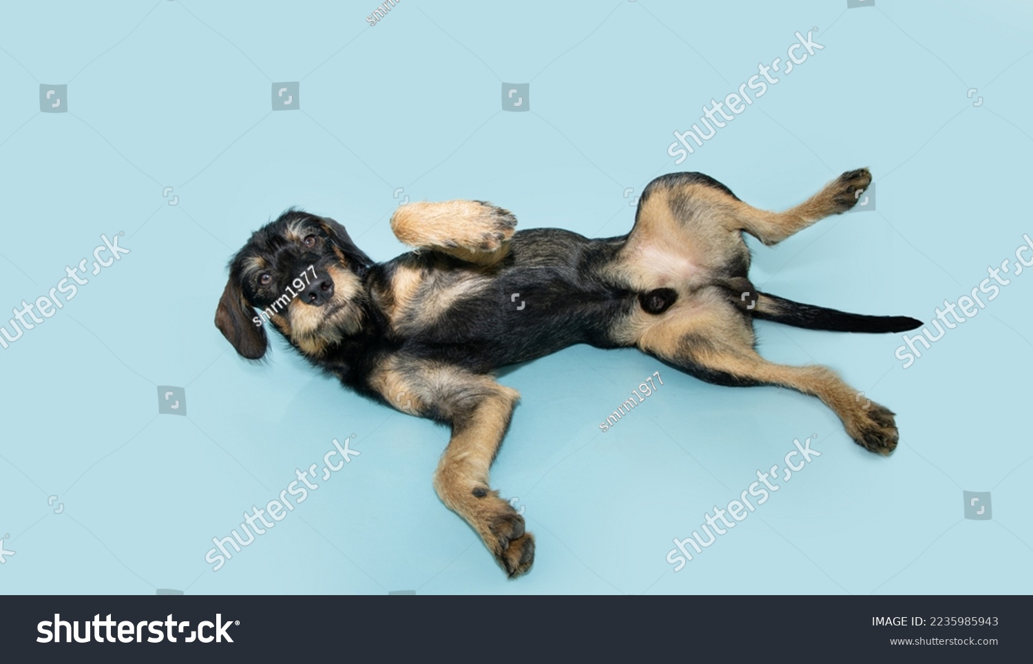 Submissive male mixed breed puppy dog lying dowm and  belly-up on isolated blue pastel background #2235985943