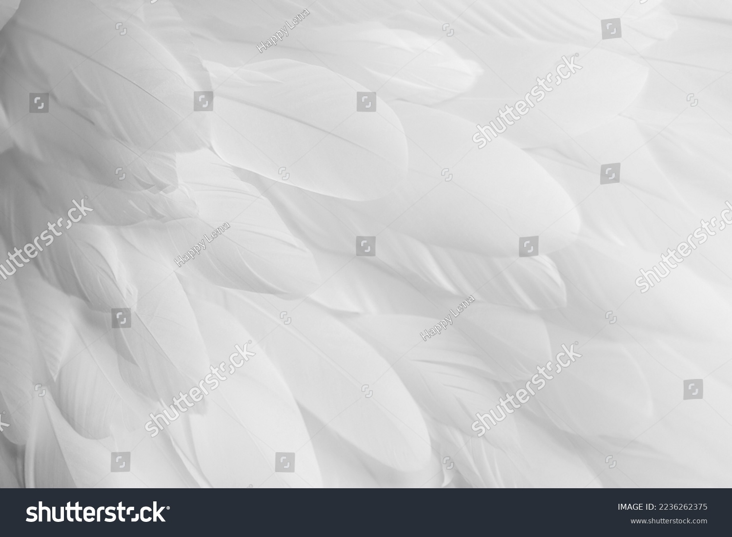 Bright white feather texture. Overhead top view, flat lay. Copy space. Birthday card, Mother's, Valentines, Women's, Wedding Day concept.  Selective focus #2236262375