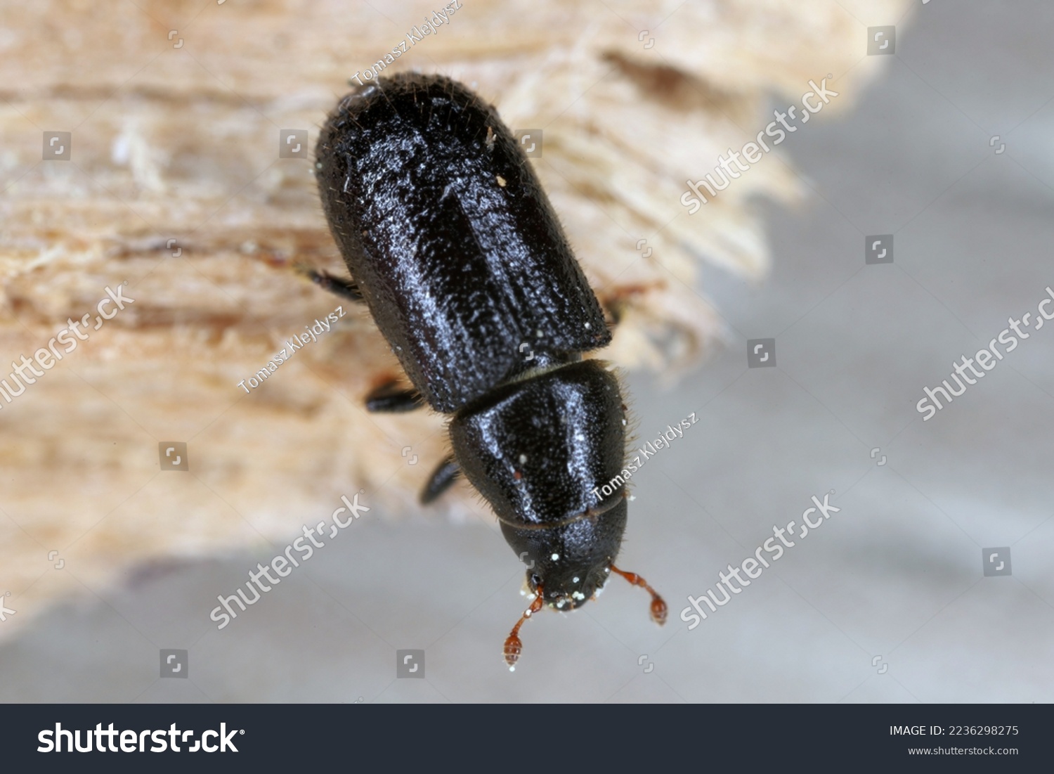 Lesser pine shoot beetle, Tomicus minor. The bark beetle, Scolytinae, Scolytidae a pest in coniferous forests. #2236298275