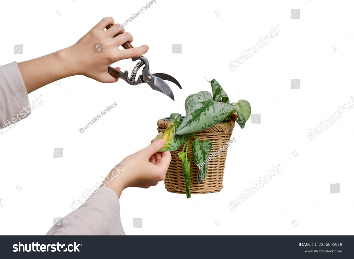 Woman gardener cuts wilted plants in a pot with garden scissors, isolated on a white background. Female hand with pruning shears trim a dried flower. Scindapsus pictus trebie or silver vine #2236895919