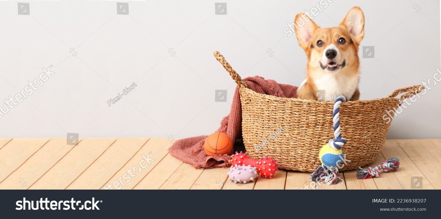 Cute dog in basket and with different pet accessories at home. Banner for design #2236938207