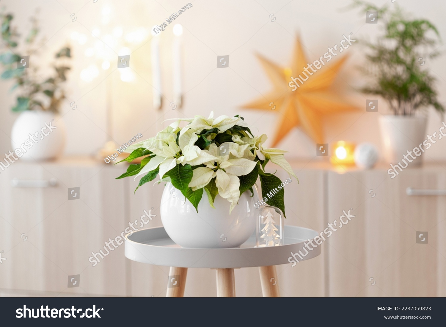 festive cozy interior arrangement, winter christmas concept, white poinsettia flower, lights #2237059823