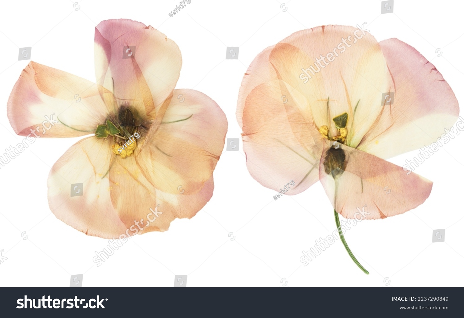 Pressed and dried flower Eustoma (Lisianthus). Isolated on white background. #2237290849