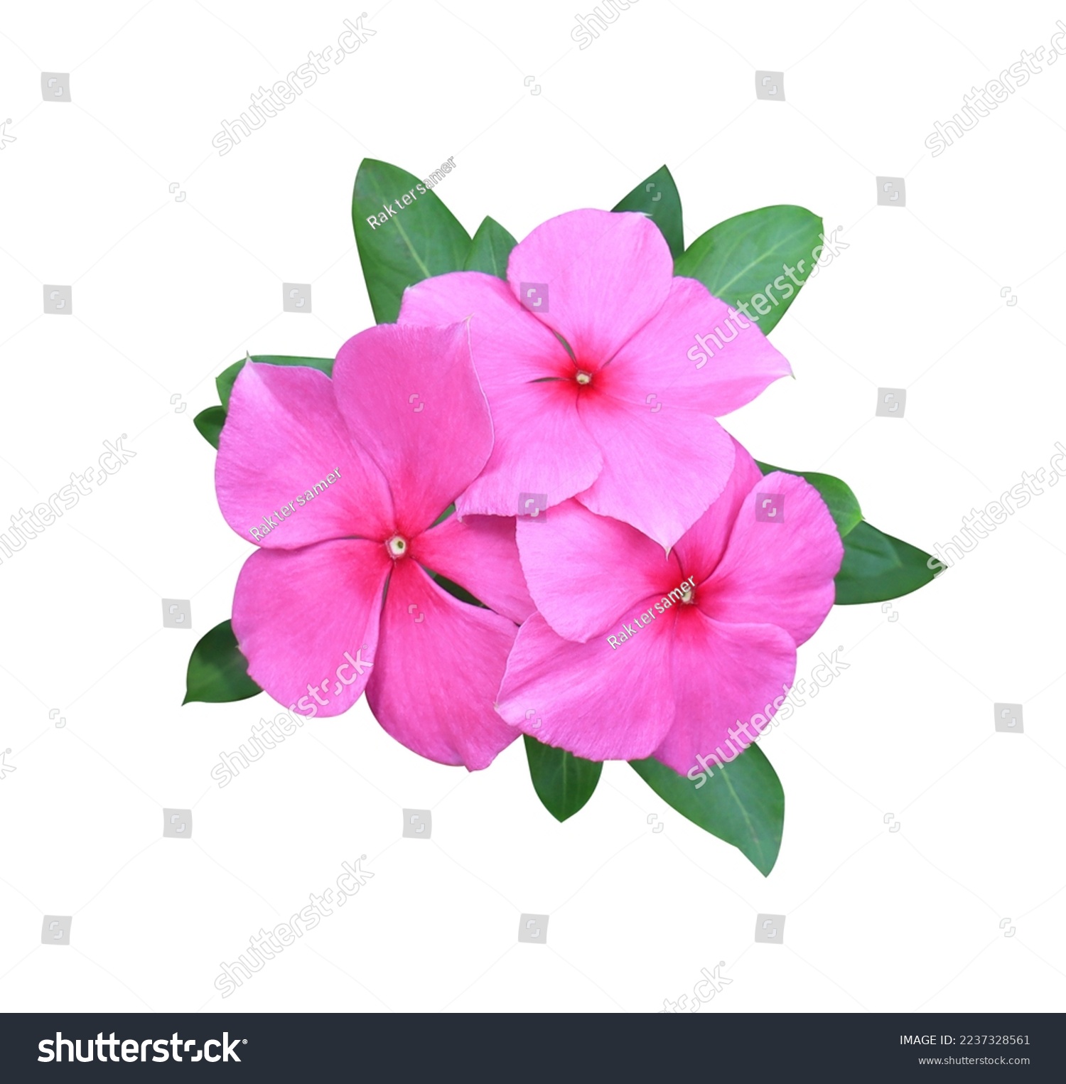 Madagascar periwinkle, Vinca,Old maid, Cayenne jasmine, Rose periwinkle flowers. Close up pink flower bouquet on green leaf isolated on white background. #2237328561