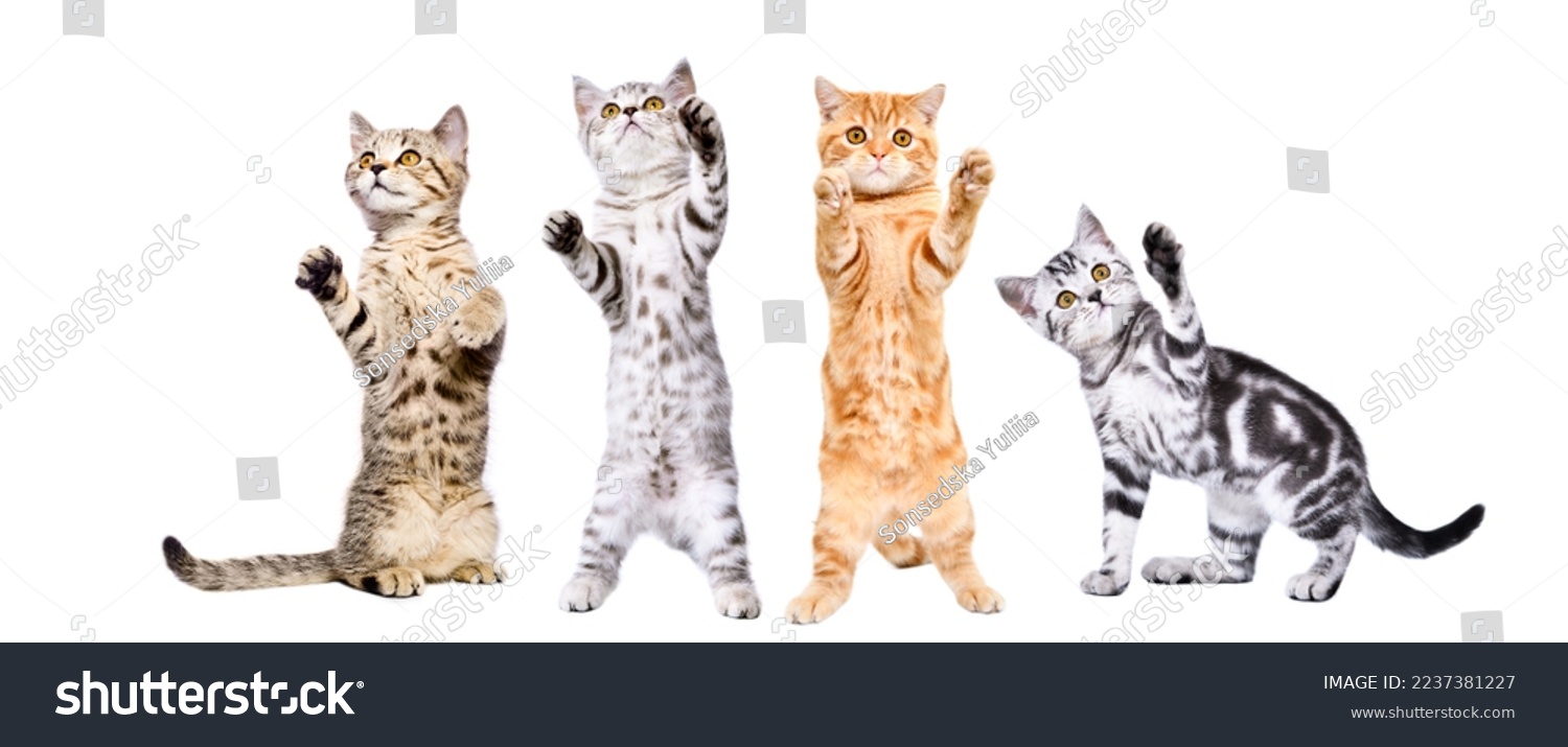Four cute playful kittens standing together isolated on white background #2237381227